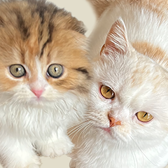 Cats Yakuza - Online card game(Mod, Unlimited money) icon
